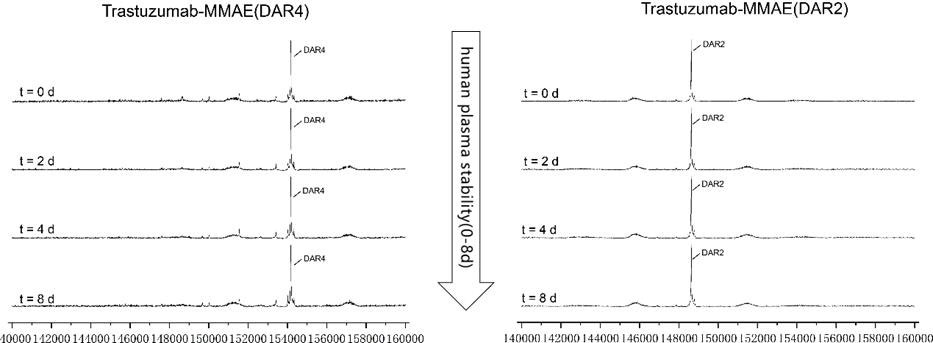 Making antibody-drug conjugate development more rapid through site-specific conjugation