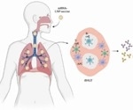 Can 'No-needle' COVID-19 protection be achieved with inhaled aerosol vaccines?