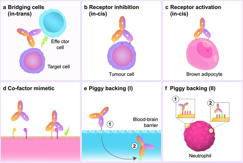Ensuring the quality control of bispecific antibody drugs in development