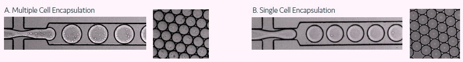 High-throughput B cell screening with the Cyto-Mine®