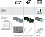 10 common applications of live cell analysis in immunology