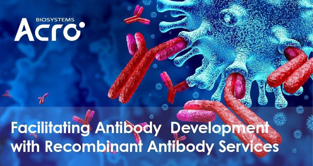 Optimizing antibody development through recombinant antibody services