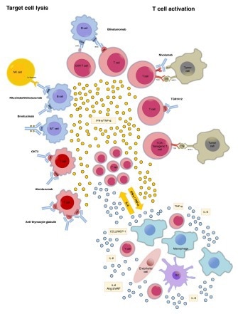 Cytokine Release Syndrome (CRS): How susceptible are CAR-NK therapies