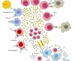 Cytokine Release Syndrome (CRS): How susceptible are CAR-NK therapies