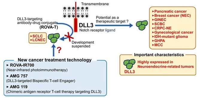 Important targets for small cell lung cancer treatment: DLL3 & Notch