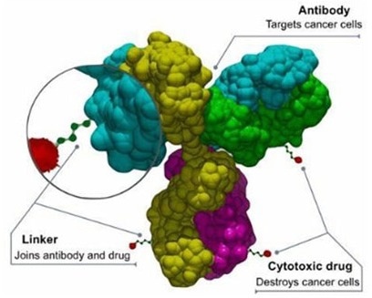Important targets for small cell lung cancer treatment: DLL3 & Notch