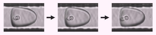 Screening and isolating rare cells with assured clonality