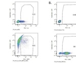 Identifying rare double positive clones