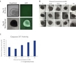 What platforms to develop clonal iPSC derived organoids?