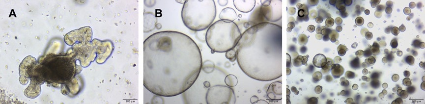 Culturing of (a) mouse intestinal organoids, (b) mouse liver ductal organoids, and (c) mouse airway organoids in a 70% Matrigengel Matrix GFR gel