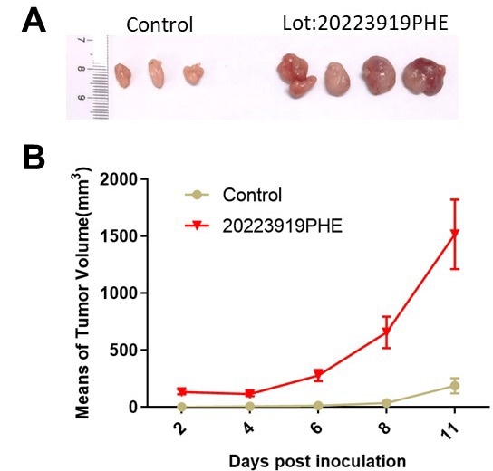 (a) Control vs Matrigengel-assisted tumor grown in vivo using a mouse model. (b) Tumor volume growth after tumor cell inoculation between control (only tumor cells) and Matrigengel assisted growth.