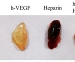 Using a matrigengel matrix for cell culturing, disease modeling and more