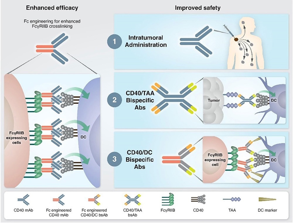 Approaches to enhance the efficacy and safety of CD40 agonistic mAbs