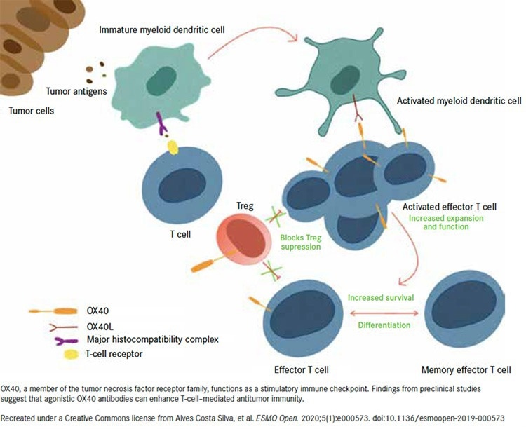OX40 Mechanisms of Action