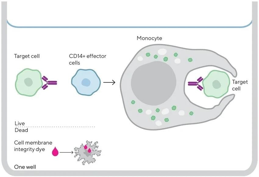 Quantitative ADCP assay on the iQue® Platform