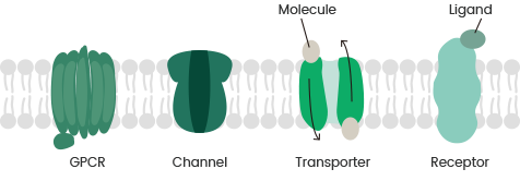 Exploring the significance of transmembrane protein expression for advancing science and medicine Exploring the significance of transmembrane protein expression for advancing science and medicine