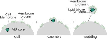 Exploring the significance of transmembrane protein expression for advancing science and medicine Exploring the significance of transmembrane protein expression for advancing science and medicine