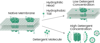 Exploring the significance of transmembrane protein expression for advancing science and medicine Exploring the significance of transmembrane protein expression for advancing science and medicine