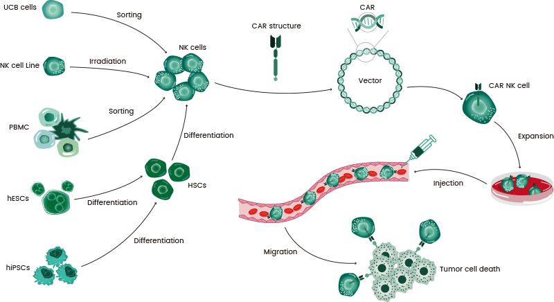 The flow chart of CAR-NK therapy CAR-NK: The next generation in Hematological Malignancy Treatment has context menu Compose