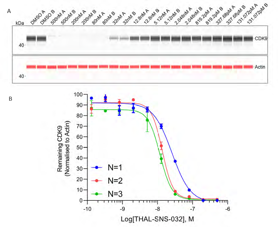 (A) Dose dependent depletion of CDK9 by THAL-SNS-032 visualised by the Jess pseudo-image for the first biological replicate (all concentrations run as duplicates A, B). (B) Dose-dependent depletion of CDK9 by SNS-THAL-032 for three individual biological repeats (N=1,