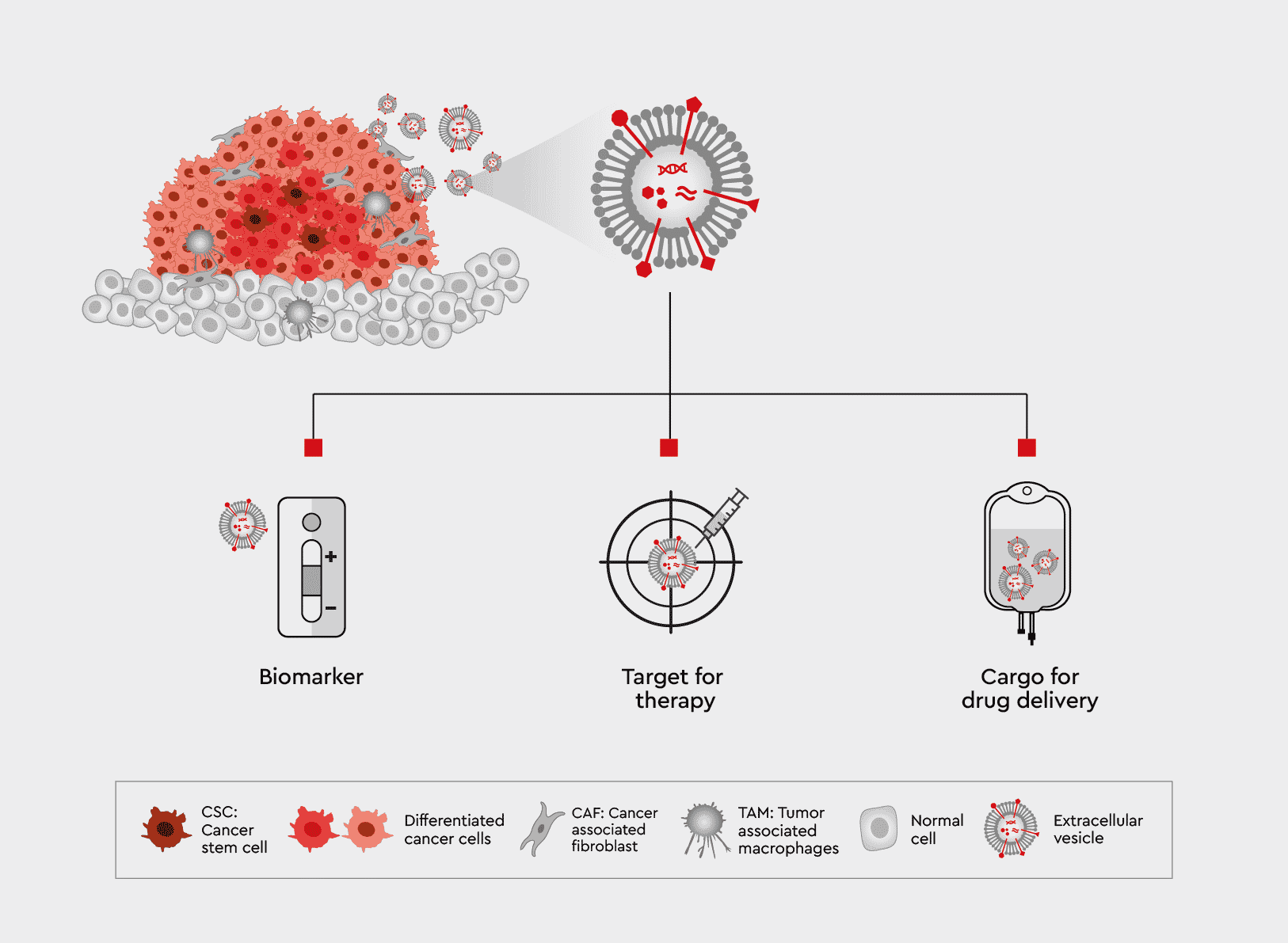 EVs, cancer biology