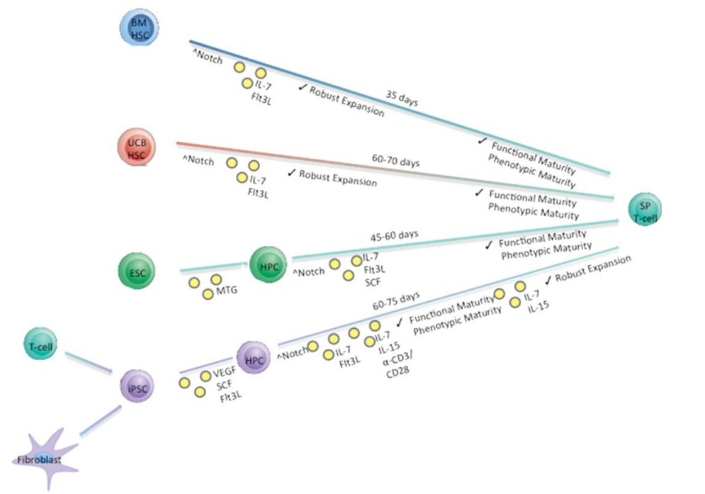 Simplified in vitro differentiation schema describing the approximate time needed to generate mature SP T cells from four starting progenitor cell populations.