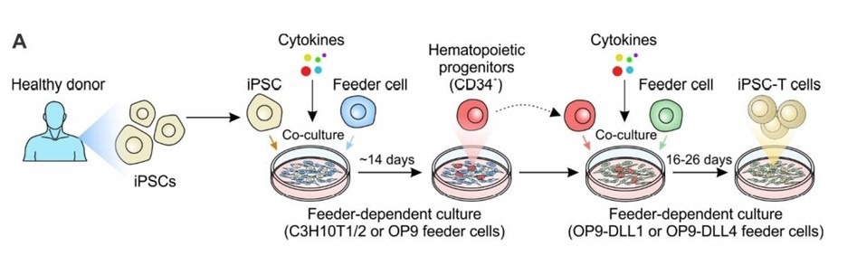 Generation of iPSC-derived T cell-based cell therapy.