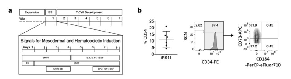 T cell development from human pluripotent stem cells using DLL4-μbeads