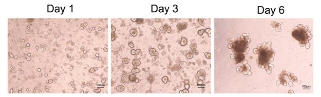 Confocal microscopy of mouse intestinal organoid growth with growth factors: human EGF (Cat. EGF-H52H3), Noggin (Cat. NON-H5257), and R-spondin1 (Cat. RS6-H4220).