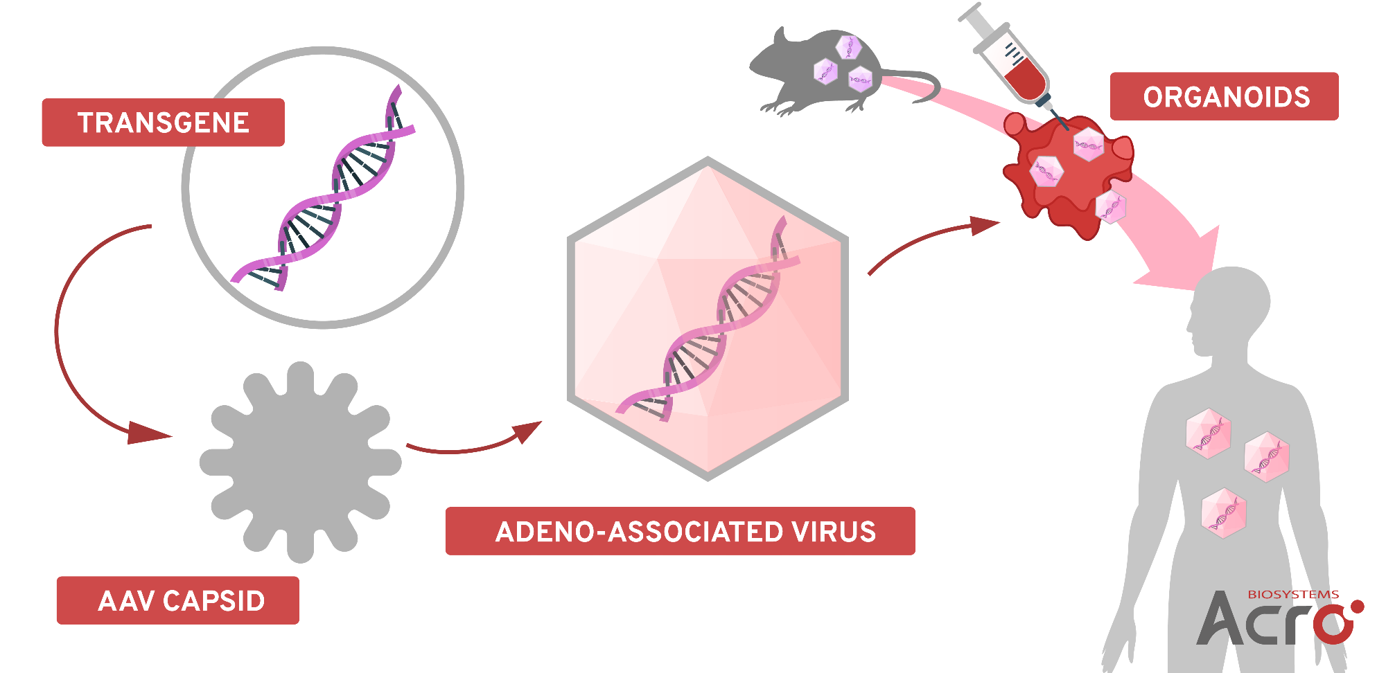 Evaluating transgene delivery in human organoid models to select AAV capsids