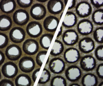 Decoding Organ-on-a-chip (OOC) success: Navigating the critical cell selection phase
