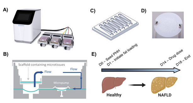 Human in vitro MPS NAFLD model.