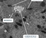 How does blood flow mimicking enhance Organ-on-a-Chip technology?