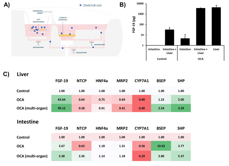 Treatment of intestine-liver MPS with FXR agonist induces synergistic responses from both organ models. Liver MPS and intestine liver MPS were cultured for seven days, in either the PhysioMimix Liver or Dual-organ plates, and dosed with FXR agonist OCA - 20 µM in the apical compartment of the intestine MPS (to mimic an oral dose) and cultured for 48 hours. A) Schematic representation of the transfer of OCA between the two tissue models. B) Fibroblast growth factor (FGF 19) production measured via ELISA from single or multi organ cultures with and without treatment. C) Transcriptomic changes to key FGF-19 target genes in liver and intestinal tissue following OCA exposure. Data shown as fold change compared to control/untreated tissue. All data a minimum of three biological replicates and shown as mean ± SD.