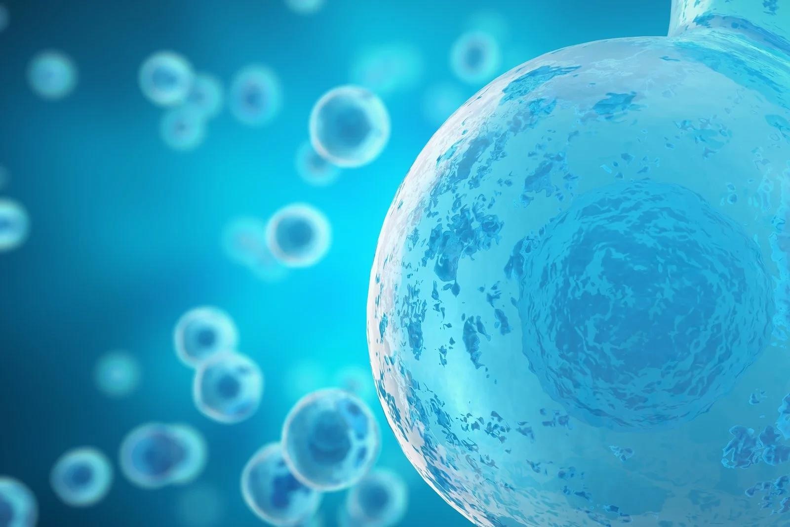 Exploring cell types and their applications in research