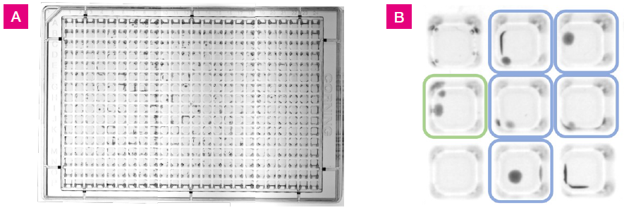 L. crispatus colony growth at 48 hrs on 384-well agar plate with 25 μL fill volume. A) Images of the plate were taken using a Syngene GBOX imaging system. This image was generated by stitching together three separate images. B) A section of the plate from wells G3 to I5. Colored squares indicate growth positive wells with one colony (blue) or two colonies (green). Colonies were located in the well centers and along the well walls