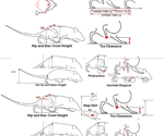 Enhancing motor function assessment: The precision of fine motor kinematic analysis in pharmacological studies
