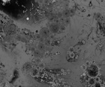 Exploring the science of the gut microbiome