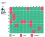 Reaching 98.4% probability of clonality for robust cell line development
