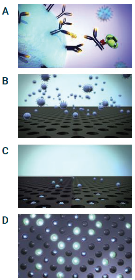 Loading, sealing, and imaging of single paramagnetic beads in arrays of femtoliter-sized wells. (A) Beads, a fraction of which are associated with cap-tured and enzyme-labeled protein molecules, are in-troduced into the array. (B) Beads settle by gravity onto the surface of the array, and a fraction of them fall into microwells. The remainder lie on the surface. (C) Oil is introduced into the channel to displace the aqueous medium and excess beads and seal the wells. (D) Sealed wells are imaged. Fluorescent signals are gen-erated in sealed wells that contain beads associated with captured and enzyme-labeled protein molecules