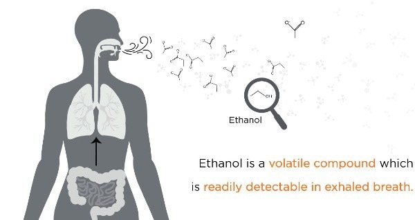 What are the links between liver disease and the microbiome?