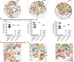 The Role of 3D Organoids in Medical Research