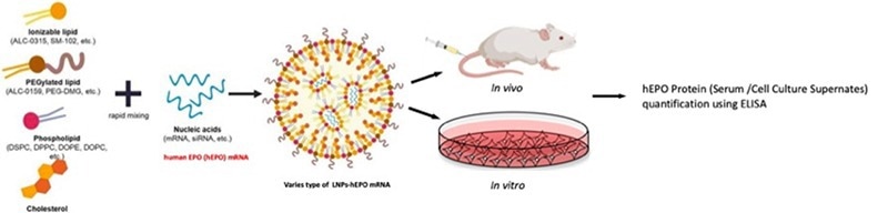 The mRNA delivery efficacy and pharmacology evaluation of mRNA-LNPs by modified mRNA encoding the protein for human erythropoietin.
