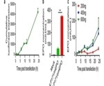 The role of human erythropoietin in LNP-mediated mRNA drug discovery