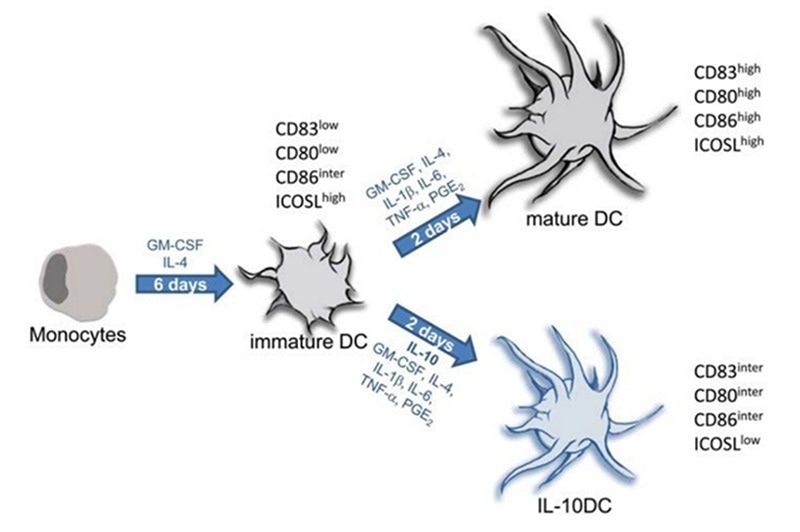 Protocols for generation of tolerogenic and immunogenic dendritic cells from monocytic precursors.