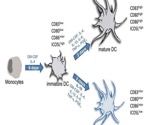 Utilizing growth factors and cytokines to boost dendritic cell proliferation and differentiation