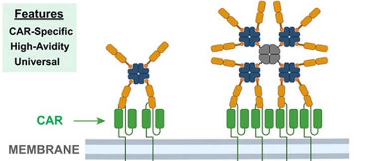 Schematic Diagram of Antigen Tetramer and Antigen Pre-Coupled Magnetic beads based on the SA-Biotin system.