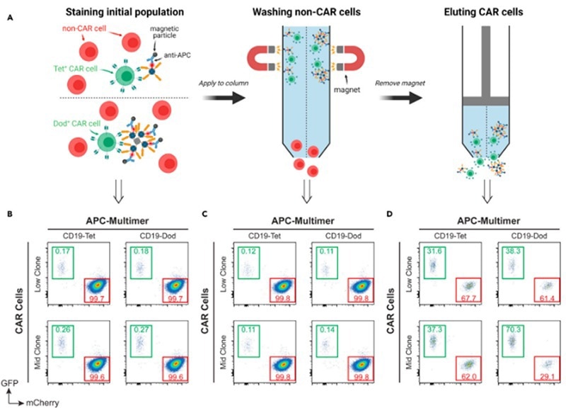 Using specific antigen-coupled magnetic beads for CAR-T cell enrichment. Matter. 2021;4(12):3917-3940.