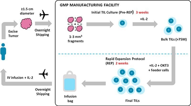 Development of TIL Therapy Under IL-2 Conditions