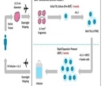 Utilizing interleukin 2 for immune cell activation and expansion